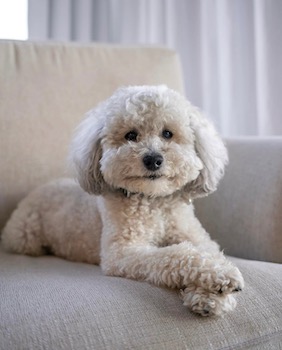 Babcock Dog